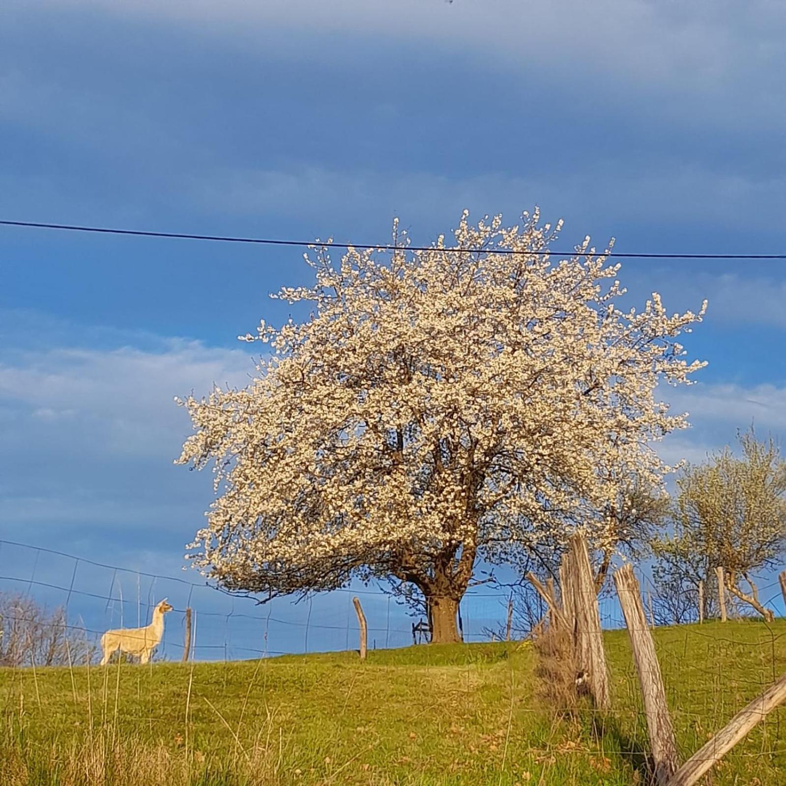 Weichselbaum Biohof Koller 빌라 외부 사진