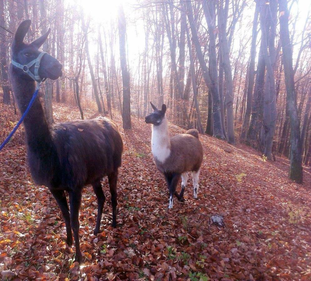 Weichselbaum Biohof Koller 빌라 외부 사진