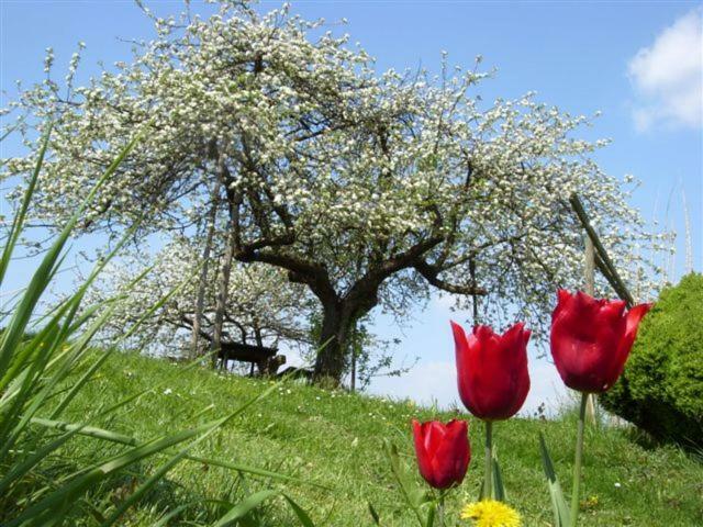 Weichselbaum Biohof Koller 빌라 외부 사진